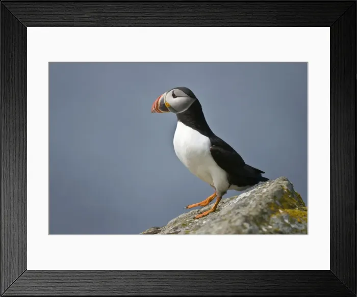 Framed Print : Puffin - On rock - Treshnish Isles - Mull - Scotland Framed Print : Puffin - On rock - Treshnish Isles - Mull - Scotland