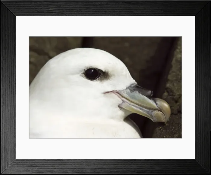 Framed Print : Fulmar - Close up of head - Treshnish Isles - Mull - Scotland Framed Print : Fulmar - Close up of head - Treshnish Isles - Mull - Scotland