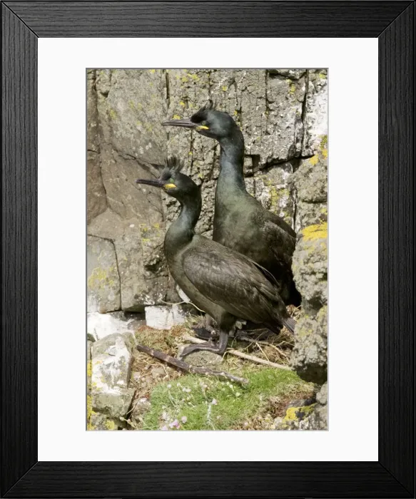 Framed Print : Shag - Pair at nest on cliff - Treshnish Isles - Mull - Scotland Framed Print : Shag - Pair at nest on cliff - Treshnish Isles - Mull - Scotland