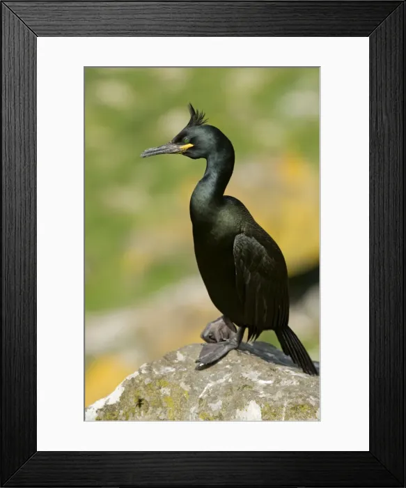 Framed Print : Shag - On rock - Treshnish Isles - Mull - Scotland Framed Print : Shag - On rock - Treshnish Isles - Mull - Scotland