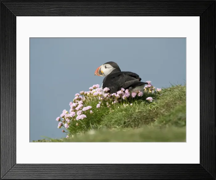 Framed Print : Puffin - Sitting in sea thrift - Treshnish Isles - Mull - Scotland Framed Print : Puffin - Sitting in sea thrift - Treshnish Isles - Mull - Scotland