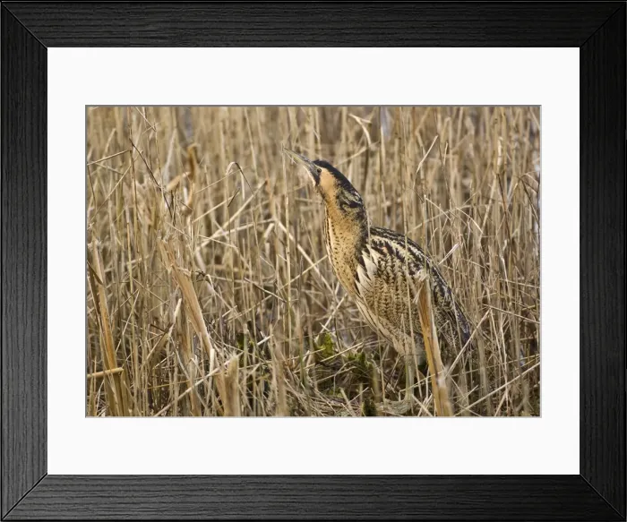 Framed Print : Bittern - In reedbed neck raised - South Yorkshire - England Framed Print : Bittern - In reedbed neck raised - South Yorkshire - England