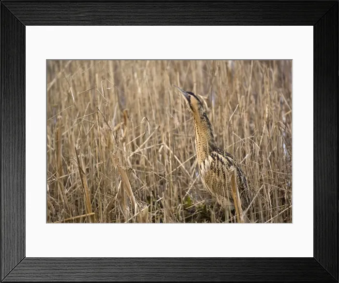 Framed Print : Bittern - In reedbed neck raised - South Yorkshire - England Framed Print : Bittern - In reedbed neck raised - South Yorkshire - England