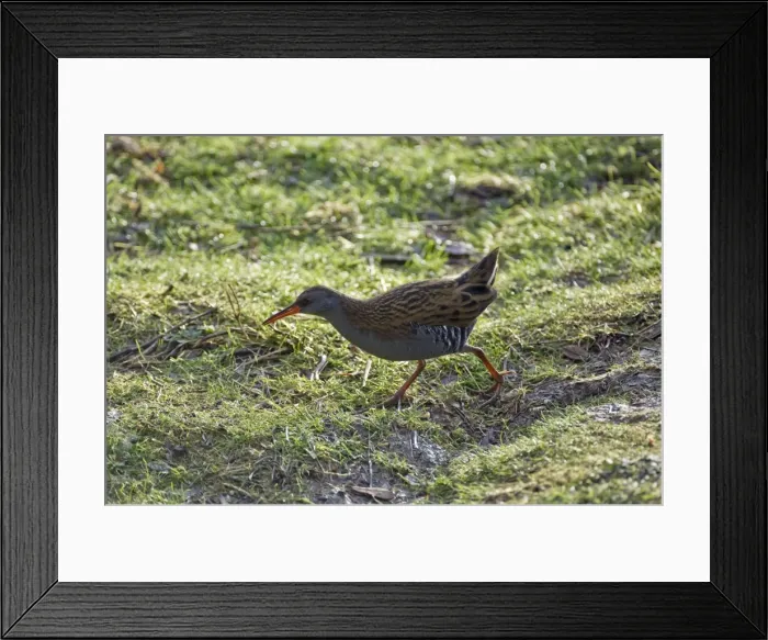 Framed Print : Water rail - South Yokshire - England Framed Print : Water rail - South Yokshire - England