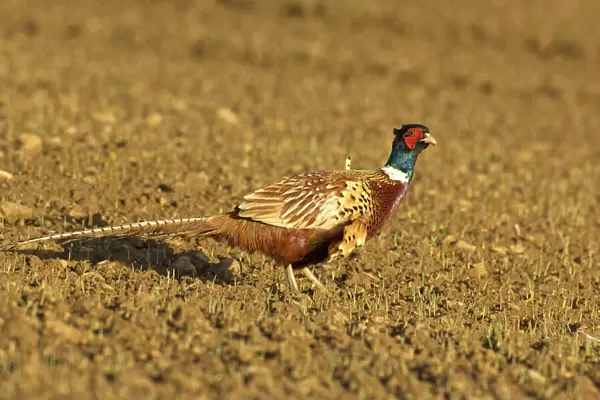 Pheasant - Walking across ploughed field - North Lincolnshire - England
