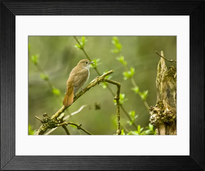 Framed Print : Nightingale - On branch - Lincoln - Lincolnshire - England Framed Print : Nightingale - On branch - Lincoln - Lincolnshire - England