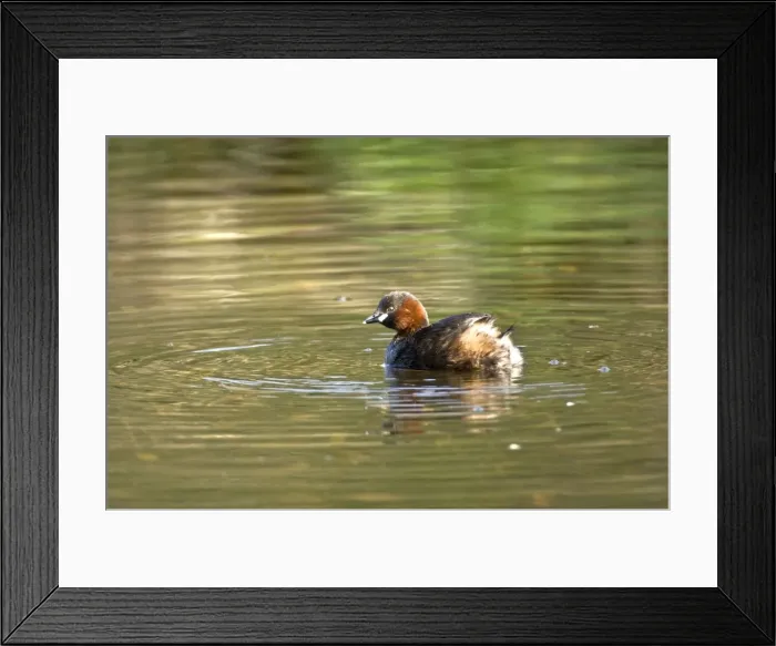 Framed Print : Little Grebe - Cromford Canal - Derbyshire - England Framed Print : Little Grebe - Cromford Canal - Derbyshire - England