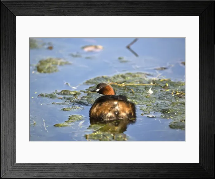 Framed Print : Little Grebe - Cromford Canal - Derbyshire - England Framed Print : Little Grebe - Cromford Canal - Derbyshire - England