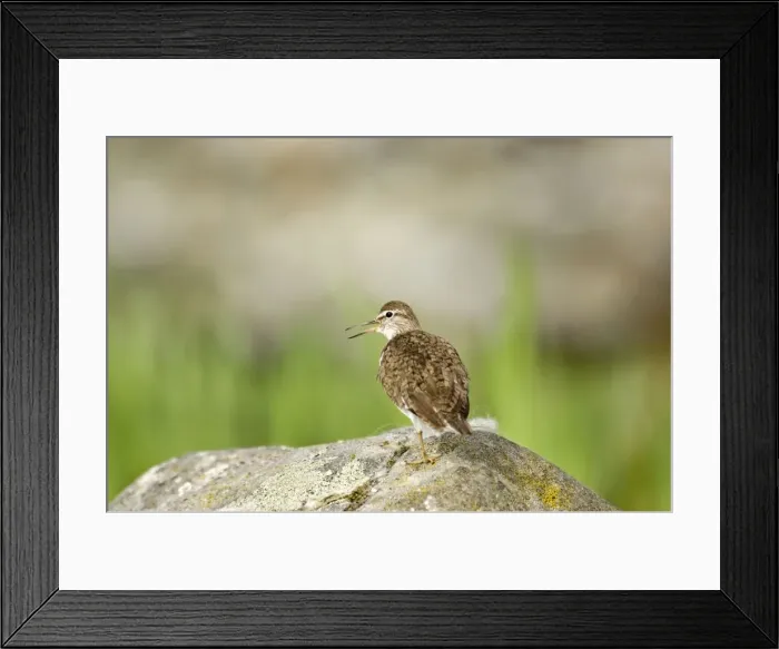 Framed Print : Common Sandpiper - Standing on rock calling - Mull - Scotland Framed Print : Common Sandpiper - Standing on rock calling - Mull - Scotland