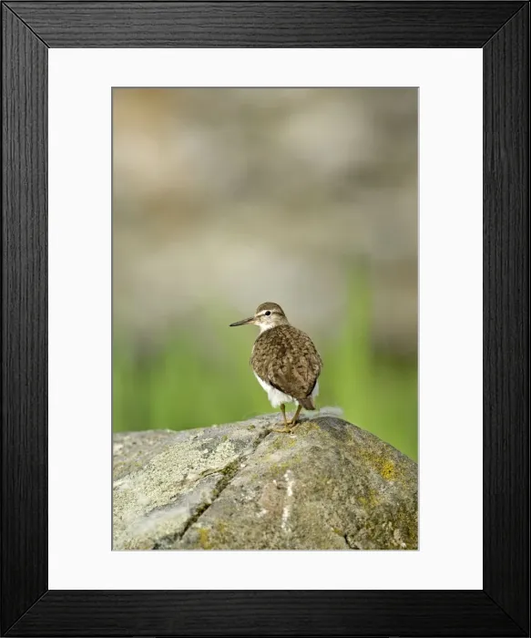 Framed Print : Common Sandpiper - Standing on rock - Mull - Scotland Framed Print : Common Sandpiper - Standing on rock - Mull - Scotland