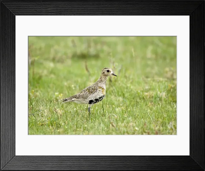 Framed Print : Golden Plover - In grass - Mull - Scotland