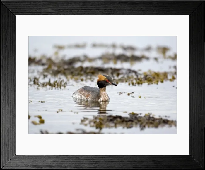 Framed Print : Slavonian Grebe - Swimming in loch - Mull - Scotland Framed Print : Slavonian Grebe - Swimming in loch - Mull - Scotland