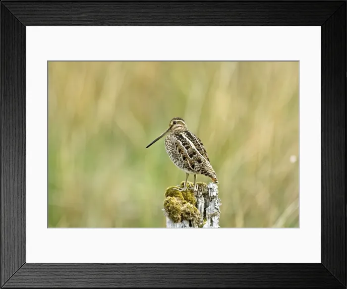 Framed Print : Snipe - On fence post - Mull - Scotland Framed Print : Snipe - On fence post - Mull - Scotland