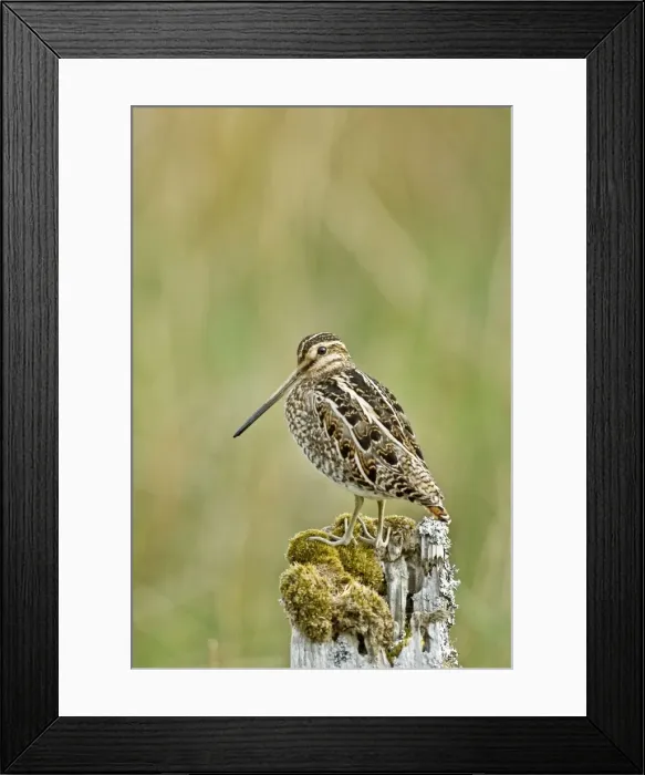 Framed Print : Snipe - On fence post looking left - Mull - Scotland Framed Print : Snipe - On fence post looking left - Mull - Scotland