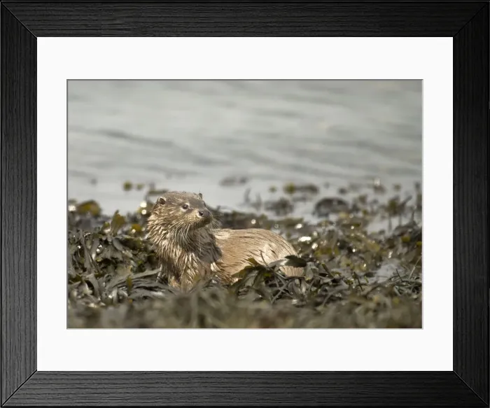 Framed Print : Otter - On coast in seaweed - Isle of Mull - Scotland Framed Print : Otter - On coast in seaweed - Isle of Mull - Scotland