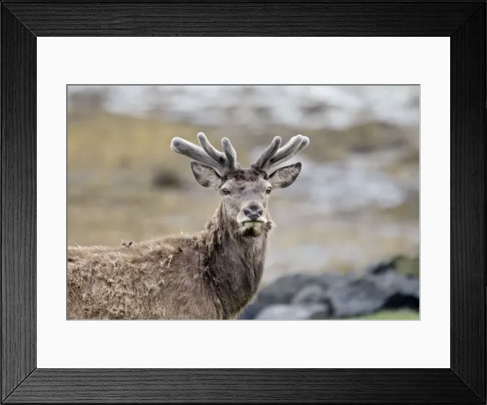 Framed Print : Red deer - Portrait, head and shoulders antlers in velvet - Isle of Mull - Scotland Framed Print : Red deer - Portrait, head and shoulders antlers in velvet - Isle of Mull - Scotland