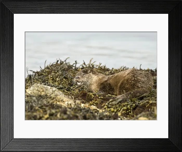 Framed Print : Otter - Alert posture amongst seaweed and rocks - Isle of Mull - Scotland Framed Print : Otter - Alert posture amongst seaweed and rocks - Isle of Mull - Scotland