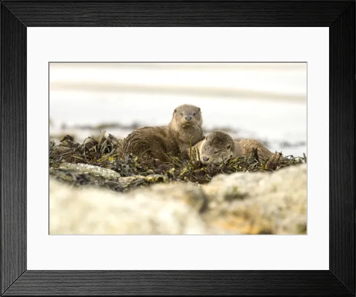 Framed Print : Otters - Pair resting amongst seaweed on rock - Isle of Mull - Scotland Framed Print : Otters - Pair resting amongst seaweed on rock - Isle of Mull - Scotland