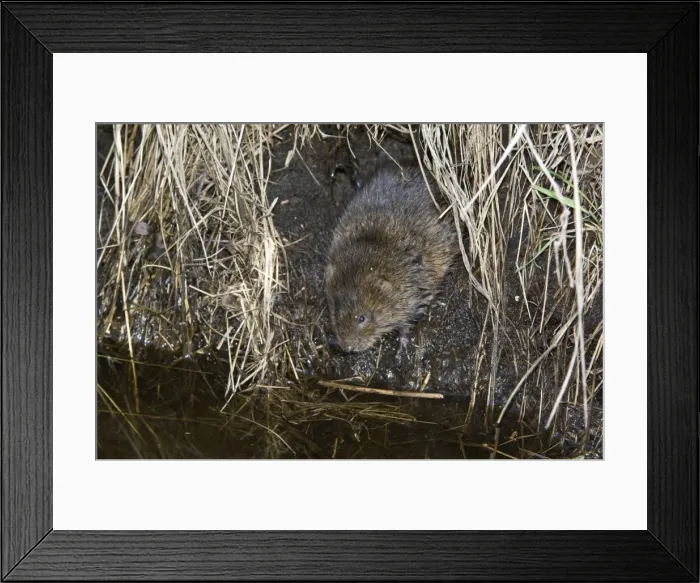 Framed Print : Water vole - Emerging from burrow - North Lincolnshire - UK Framed Print : Water vole - Emerging from burrow - North Lincolnshire - UK