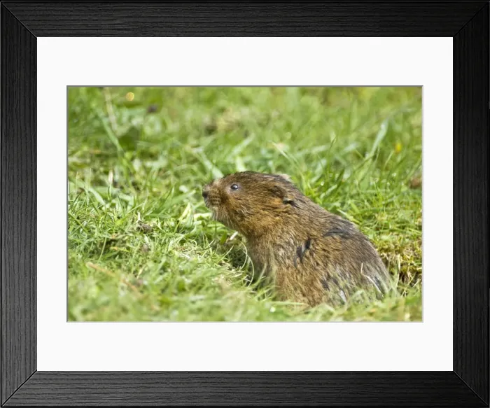 Framed Print : Water vole - Poking head out of burrow in grass - Derbyshire - UK Framed Print : Water vole - Poking head out of burrow in grass - Derbyshire - UK