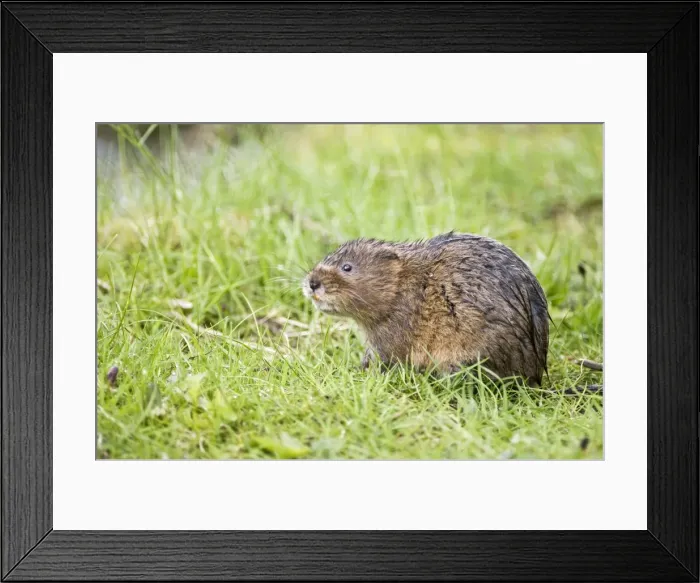 Framed Print : Water vole - In grass looking up - Derbyshire - UK Framed Print : Water vole - In grass looking up - Derbyshire - UK