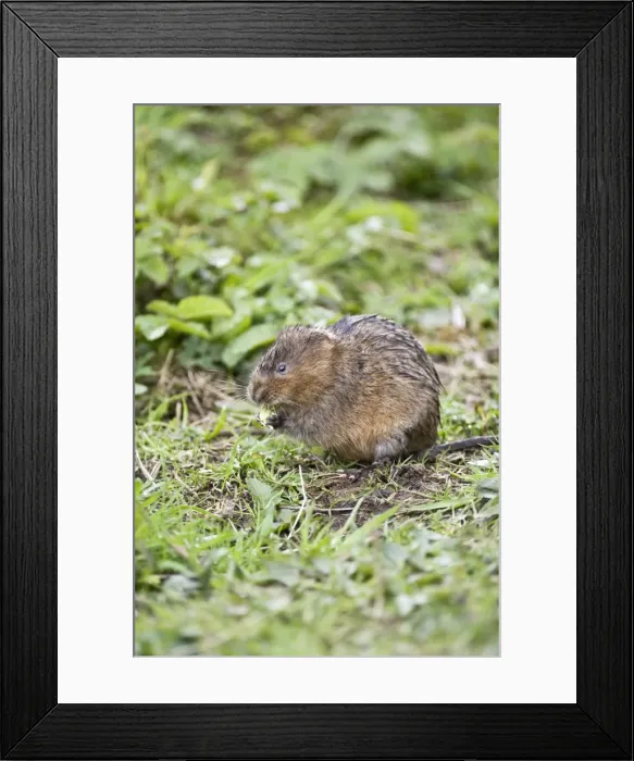 Framed Print : Water vole - Sitting up with food in paws - Derbyshire - UK Framed Print : Water vole - Sitting up with food in paws - Derbyshire - UK