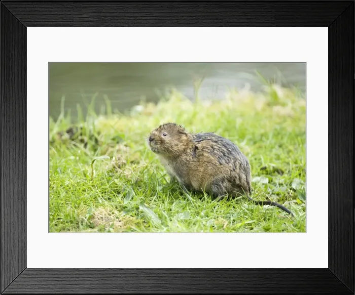 Framed Print : Water vole - Looking up on grass bank beside canal - Derbyshire - UK Framed Print : Water vole - Looking up on grass bank beside canal - Derbyshire - UK