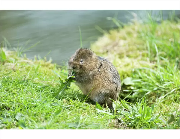 Water vole - Sitting up eating dandelion leaf - Derbyshire - UK