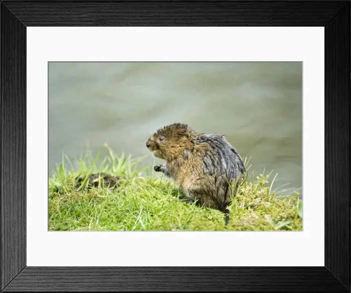 Framed Print : Water vole - Sitting up on banks of canal - Derbyshire -UK