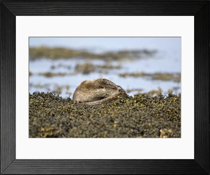 Framed Print : Otter - Curled up asleep on seaweed covered rocks - Isle of Mull - Scotland Framed Print : Otter - Curled up asleep on seaweed covered rocks - Isle of Mull - Scotland