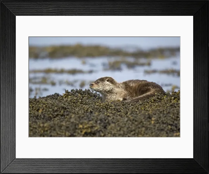 Framed Print : Otter - Sitting on seaweed covered rocks - Isle of Mull - Scotland Framed Print : Otter - Sitting on seaweed covered rocks - Isle of Mull - Scotland
