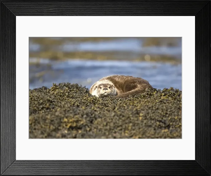 Framed Print : Otter - Curled up on seaweed covered rocks - Isle of Mull - Scotland Framed Print : Otter - Curled up on seaweed covered rocks - Isle of Mull - Scotland