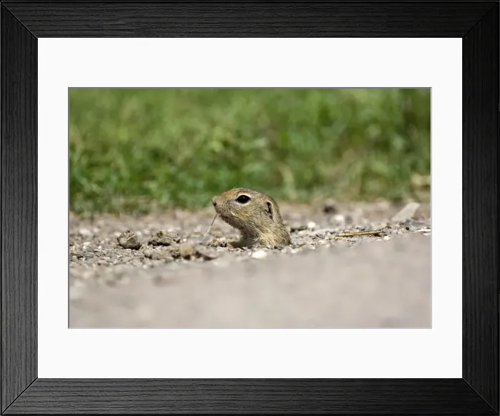 Framed Print : European souslik - Head poking out of burrow - Bukk National Park - Hungary Framed Print : European souslik - Head poking out of burrow - Bukk National Park - Hungary