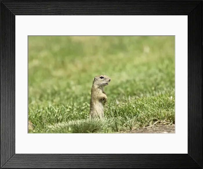 Framed Print : European Souslik - Standing up giving alarm call - Bukk National Park - Hungary Framed Print : European Souslik - Standing up giving alarm call - Bukk National Park - Hungary