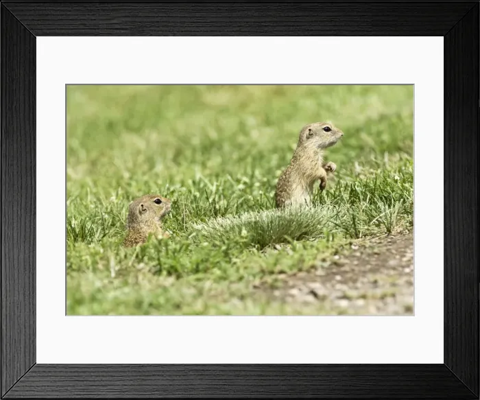 Framed Print : European Souslik - Pair on lookout from near burrow - Bukk National Park - Hungary Framed Print : European Souslik - Pair on lookout from near burrow - Bukk National Park - Hungary