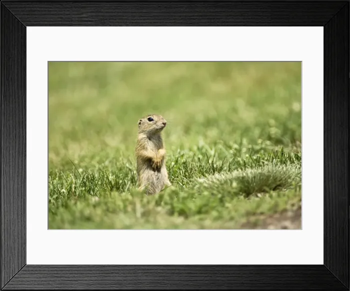 Framed Print : European Souslik - Standing up facing forward - Bukk National Park - Hungary Framed Print : European Souslik - Standing up facing forward - Bukk National Park - Hungary