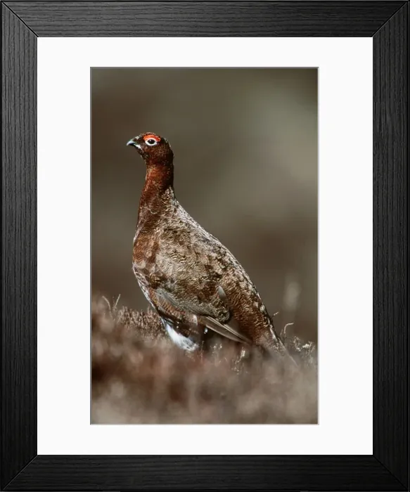 Framed Print : Red Grouse Yorkshire Dales, UK Framed Print : Red Grouse Yorkshire Dales, UK