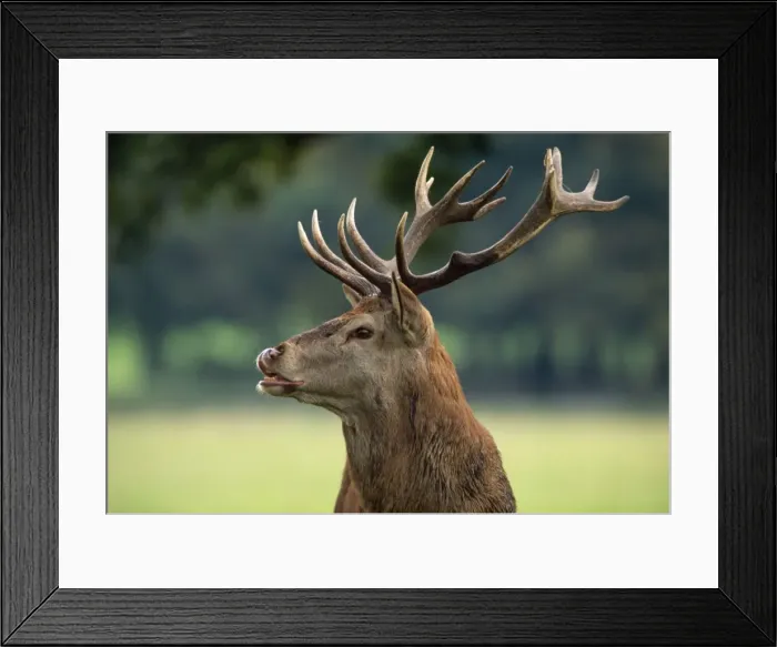 Framed Print : Red Deer - stag UK