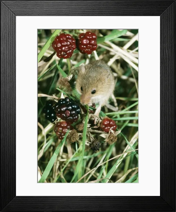 Framed Print : Harvest Mouse UK Framed Print : Harvest Mouse UK