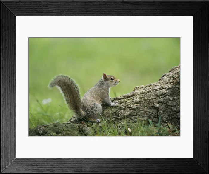Framed Print : Grey Squirrel Texas, USA