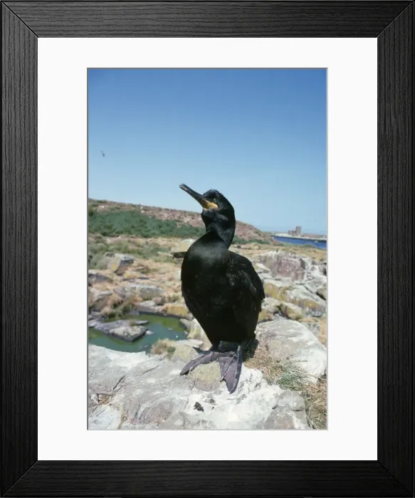 Framed Print : Shag UK. GET-373. SHAG - ON ROCK. UK. Phalacrocorax aristotelis Framed Print : Shag UK. GET-373. SHAG - ON ROCK. UK. Phalacrocorax aristotelis