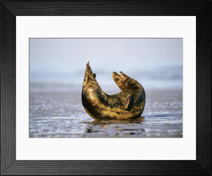 Framed Print : Grey Seal - male stretching Lincolnshire Framed Print : Grey Seal - male stretching Lincolnshire