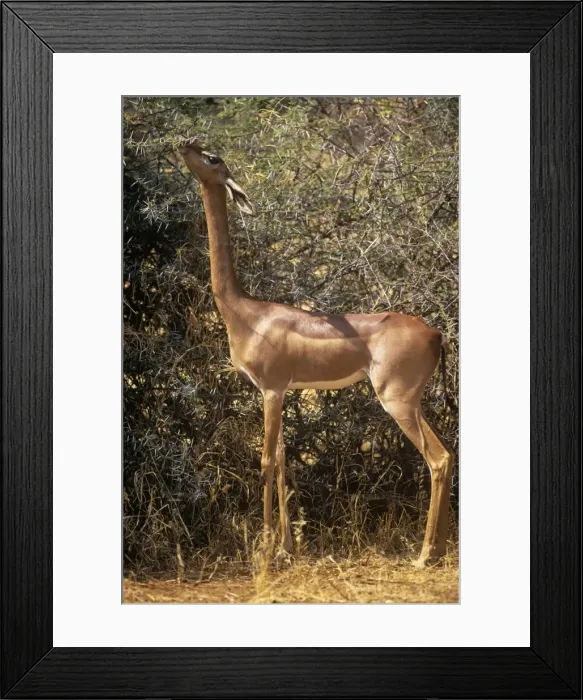 Framed Print : Gerenuk Samburu, Kenya, Africa Framed Print : Gerenuk Samburu, Kenya, Africa