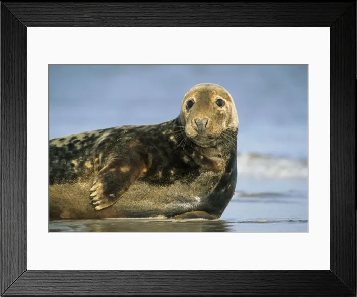 Framed Print : Grey Seal. GET-675. Grey Seal - lying on beach Framed Print : Grey Seal. GET-675. Grey Seal - lying on beach