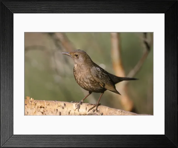 Framed Print : Blackbird - female Framed Print : Blackbird - female