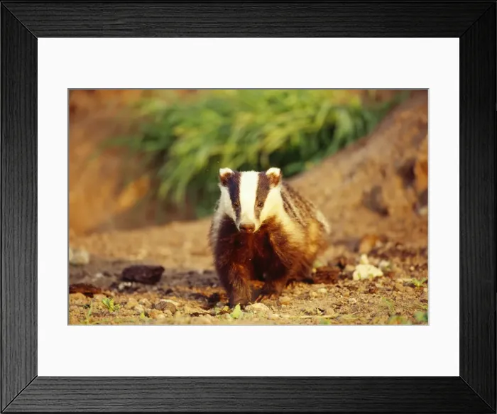 Framed Print : Badger Lincolnshire, UK Framed Print : Badger Lincolnshire, UK