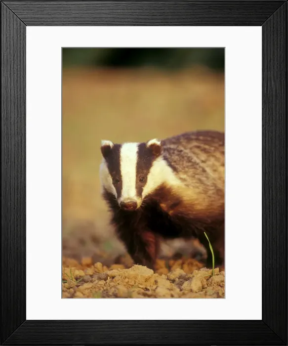 Framed Print : Badger Lincolnshire, UK Framed Print : Badger Lincolnshire, UK
