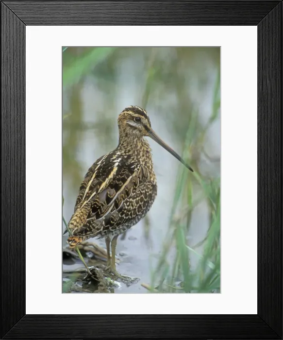 Framed Print : Snipe Norfolk, UK Framed Print : Snipe Norfolk, UK