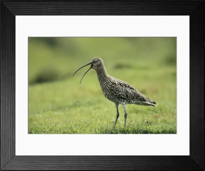 Framed Print : Curlew - giving alarm call Unst, Shetland, UK Framed Print : Curlew - giving alarm call Unst, Shetland, UK