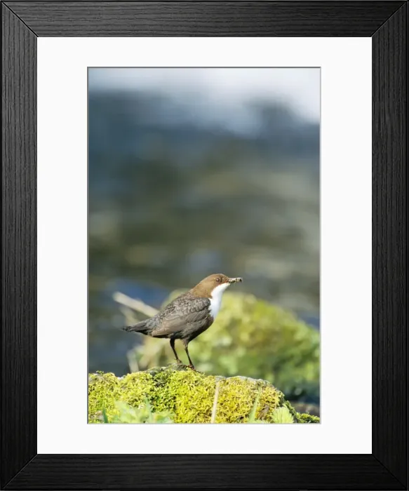Framed Print : Dipper Lathkill Dale, National Nature Reserve, Derbyshire, UK Framed Print : Dipper Lathkill Dale, National Nature Reserve, Derbyshire, UK